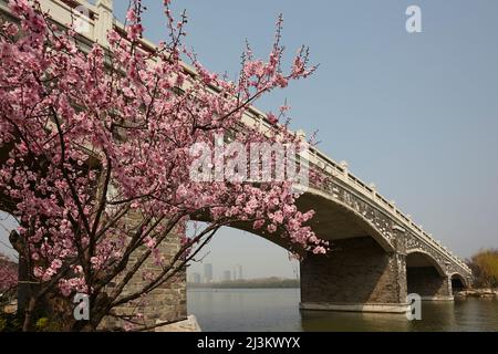 Fleurs de pruniers printanières au bord du lac Xuanwu, à Nanjing, province du Jiangsu, en Chine.; parc Xuanwu, Nanjing, province de Jiangsu, Chine. Banque D'Images