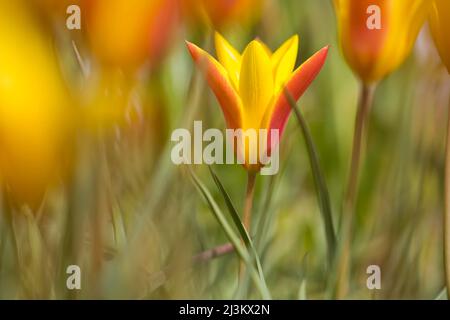 Gros plan sélectif d'une tulipe en fleur avec des pétales jaunes et rouges dans un champ; Oregon, États-Unis d'Amérique Banque D'Images