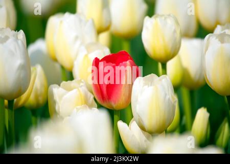 Une tulipe rouge parmi les tulipes blanches et jaunes; Woodburn, Oregon, États-Unis d'Amérique Banque D'Images