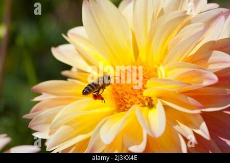 Dahlia Blossom et une abeille; Oregon, États-Unis d'Amérique Banque D'Images