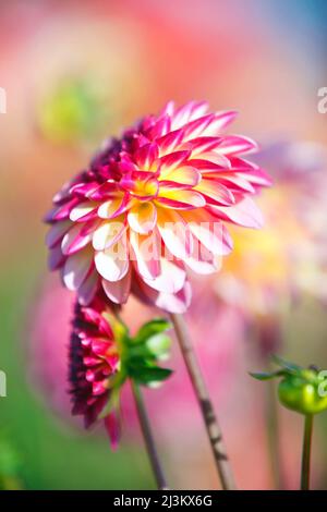 La lumière du soleil met en lumière la beauté des fleurs de Dahlia; Canby, Oregon, États-Unis d'Amérique Banque D'Images