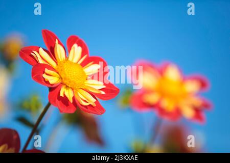 Rouge et jaune fleur de Dahlia vibrante en lumière du soleil avec ciel bleu; Canby, Oregon, États-Unis d'Amérique Banque D'Images