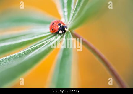 Dewdrops sur une coccinelle et le feuillage vert d'une fleur; Oregon, États-Unis d'Amérique Banque D'Images