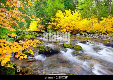 Feuillage de couleur automnale le long de la rivière Santiam, dans la forêt nationale de Willamette; Oregon, États-Unis d'Amérique Banque D'Images