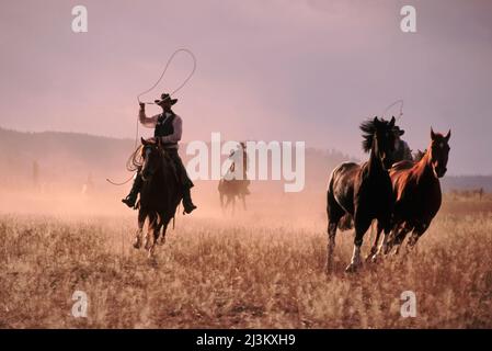 Cowboys à cheval; Seneca, Oregon, États-Unis d'Amérique Banque D'Images