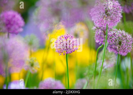 Purple Allium in Bloom, Schreiner's Iris Gardens; Salem, Oregon, États-Unis d'Amérique Banque D'Images
