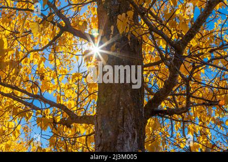 Le soleil éclate à travers le feuillage d'arbre doré; Edmonton, Alberta, Canada Banque D'Images