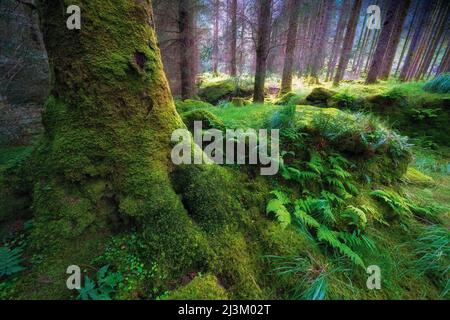 Végétation luxuriante de mousses et de plantes au fond de la forêt dans le parc forestier national de Gougane Barra ; Gougane Barra, comté de Cork, West Cork, Irlande Banque D'Images