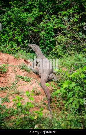 Moniteur d'eau (Varanus salvator) ; Australie Banque D'Images