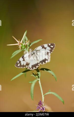 Papillon ibérique blanc marbré (Melanargia lachesis) perché sur une plante; Catalogne, Espagne Banque D'Images