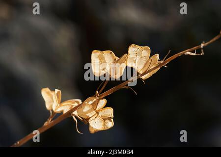 Boîte commune, boîte européenne ou buxus sempervirens; Catalogne, Espagne Banque D'Images