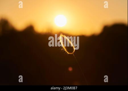 Herbe de queue de lièvre ou lapin (Lagurus ovatus) au coucher du soleil ; Catalogne, Espagne Banque D'Images