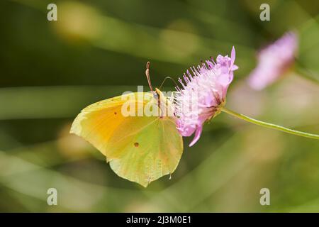 Papillon commun (Gonepteryx rhamni); Catalogne, Espagne Banque D'Images