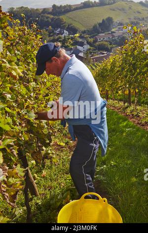 La récolte de raisin d'automne à Devon, dans le sud-ouest de l'Angleterre.; Bishopsteignton, Teignmouth, Devon, Sud-Ouest de l'Angleterre, Grande-Bretagne. Banque D'Images