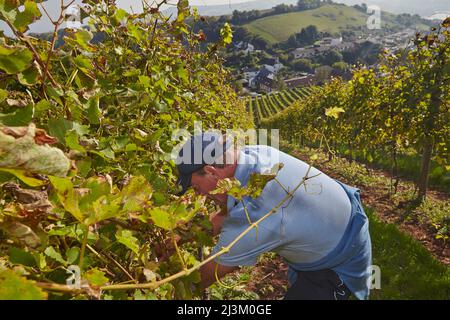 La récolte de raisin d'automne à Devon, dans le sud-ouest de l'Angleterre.; Bishopsteignton, Teignmouth, Devon, Angleterre, Grande-Bretagne. Banque D'Images