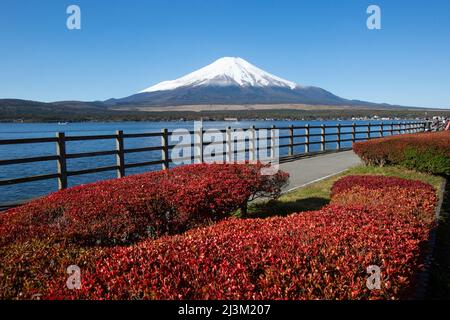 Le Mont Fuji, vu du lac Yamanakakakakako qui est le plus grand des cinq lacs Fuji et a la troisième plus haute altitude de n'importe quel lac au Japon. Il... Banque D'Images