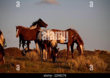 Chevaux sauvages protégés se disputant pour l'occasion de voler une jument, paître au coucher du soleil; Frenchglen, Oregon, États-Unis d'Amérique Banque D'Images