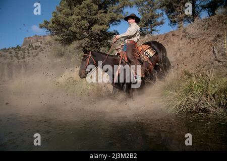 L'entraîneur descend une pente raide sur son mustang; Prineville, Oregon, États-Unis d'Amérique Banque D'Images