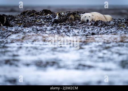 L'ours polaire (Ursus maritimus) se trouve sur la caméra de la toundra; Arviat, Nunavut, Canada Banque D'Images