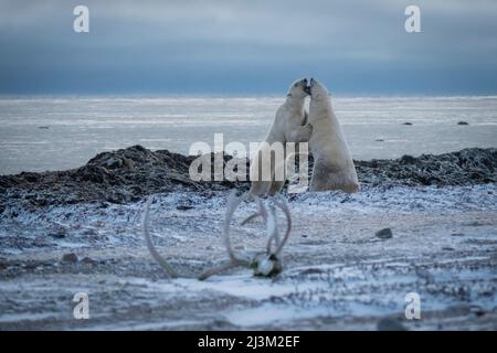 Deux ours polaires (Ursus maritimus) se trouvent près des bois de caribou; Arviat, Nunavut, Canada Banque D'Images