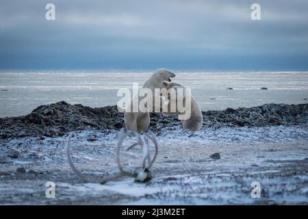 Deux ours polaires (Ursus maritimus) se trouvent près des bois de caribou; Arviat, Nunavut, Canada Banque D'Images