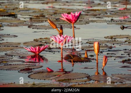 Fleurs de Lotus (Nelumbo nucifera) sur le lac Red Lotus; Chiang Haeo, Thaïlande Banque D'Images