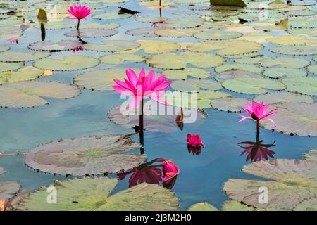 Fleurs de Lotus (Nelumbo nucifera) sur le lac Red Lotus; Chiang Haeo, Thaïlande Banque D'Images