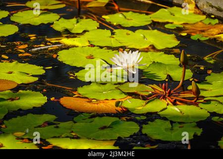 Fleurs de Lotus (Nelumbo nucifera) sur le lac Red Lotus; Chiang Haeo, Thaïlande Banque D'Images