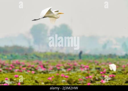 Aigrettes neigeuses (Egretta tula) volant au-dessus des fleurs de Lotus (Nelumbo nucifera) sur le lac Pink Water Lilies; Udon Thani, Thaïlande Banque D'Images