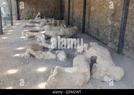 Plâtres des victimes de l'éruption du Vésuve au-dessus de Pompéi en 792 après J.-C. Pompéi ; Pompéi, Italie. Banque D'Images