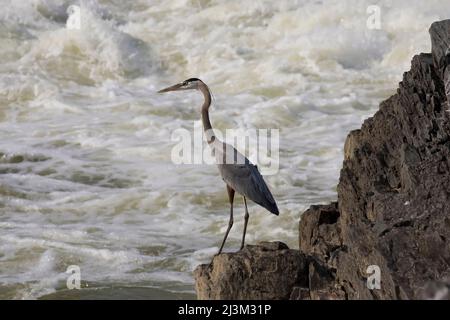 Un grand héron bleu (Ardea herodias) attend des poissons au bord des rapides; Great Falls, Potomac River, Virginie. Banque D'Images