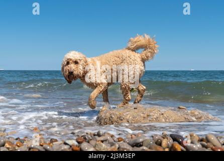 Le cocapoo blond marche sur des rochers sur une plage au bord de l'eau avec l'horizon de l'océan au loin; South Shields, Tyne et Wear, Angleterre Banque D'Images