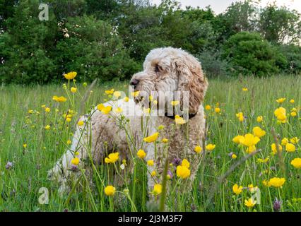 Le cocapoo blond se trouve dans un pré aux fleurs sauvages; South Shields, Tyne and Wear, Angleterre Banque D'Images