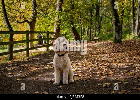 Le cocapoo blond est installé sur un sentier du parc en automne; Bolam, Northumberland, Angleterre Banque D'Images