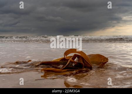 Varech se trouvant dans les eaux peu profondes des vagues à marée basse sous les nuages de tempête; South Shields, Tyne et Wear, Angleterre Banque D'Images