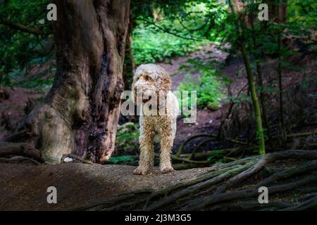 Le cocapoo blond se dresse à la base d'un arbre sur les racines d'un arbre dans une forêt; Newcastle upon Tyne, Northumberland, Angleterre Banque D'Images