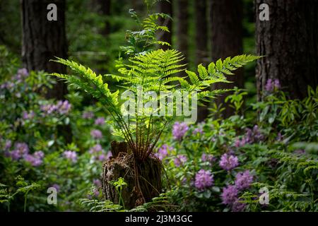 Fern plante aux frondes ensoleillées et aux racines exposées dans une forêt avec des plantes en fleurs; Alnwick, Northumberland, Angleterre Banque D'Images