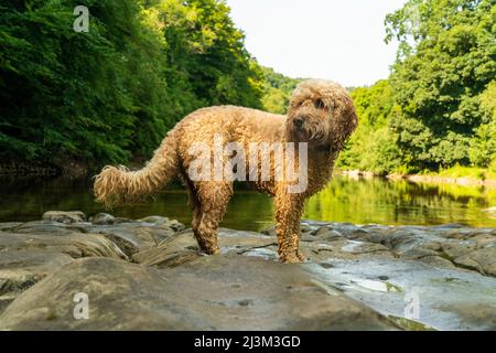 Le cocapoo humide se trouve dans des eaux peu profondes sur les rochers avec de l'eau en cascade sur une rivière tranquille; Richmond, Richmondshire, Angleterre Banque D'Images