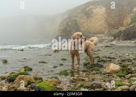 Le coqapoo blond se dresse sur une plage côtière dans le brouillard; South Shields, Tyne and Wear, Angleterre Banque D'Images