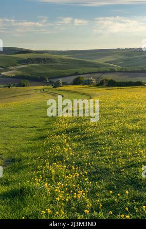 Champ de buttercups baignent dans la chaleur du soir d'un soleil de la fin de l'été; Beeding Hill, West Sussex, Angleterre Banque D'Images