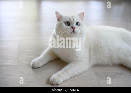 beau jeune chat assis dans une position allongée et regarde vers le haut. Vue d'en haut, argent British Shorthair chat, beaux grands yeux bleus, blanc de catégorie concours Banque D'Images