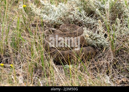 Rattlesnake s'enroule dans l'herbe; Val Marie, Saskatchewan, Canada Banque D'Images