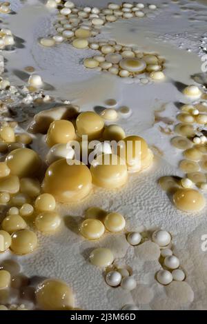 Perles de caverne sur le sol de la grotte de Lechuguilla.; parc national des grottes de Carlsbad, Nouveau-Mexique. Banque D'Images