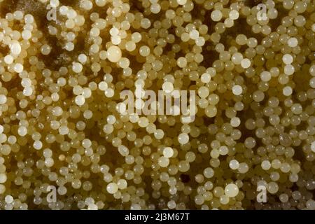 Perles de caverne sur le plancher de la grotte de Lechuguilla.; Parc national des grottes de Carlsbad, Nouveau-Mexique. Banque D'Images