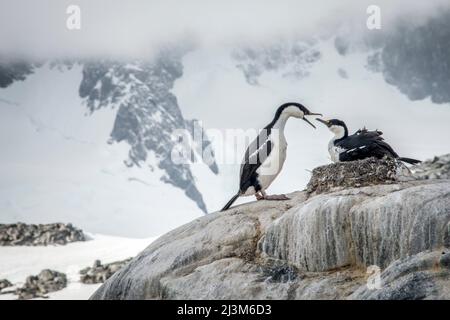 Paire de schistes à œil bleu (Leucocarbo bransfidensis) accouplés nichant à Port Lockroy de l'Antarctique; Antarctique Banque D'Images