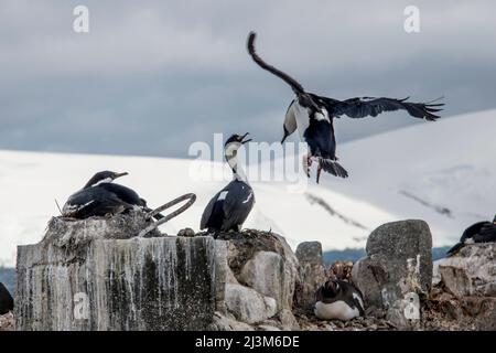 Des cerfs à yeux bleus (Leucocarbo bransfidensis) nichant à Port Lockroy de l'Antarctique; Antarctique Banque D'Images