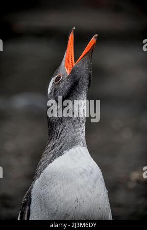 Manchot de Gentoo (Pygoscelis papouasie) en cours de treumpeting sur l'île South Shetland en Antarctique; Antarctoca Banque D'Images