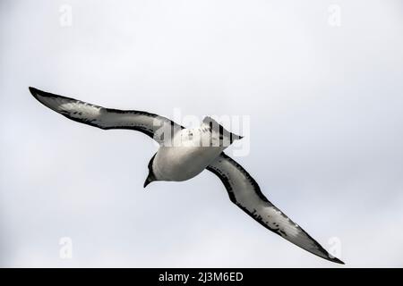 L'albatros à mangeoires légères (Phoebetria palpebrata), également connu sous le nom d'albatros à mangeoires grises ou d'albatros à mangeoires légères, est un petit albatros... Banque D'Images