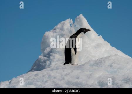 Manchot d'Adelie (Pygoscelis adeliae) au sommet d'une colline enneigée sur Brown Bluff, en Antarctique; Antarctique Banque D'Images