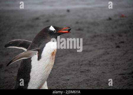 Manchot de Gentoo (Pygoscelis papouasie) transportant une roche pour son nid sur les îles Shetland du Sud; Antarctique Banque D'Images